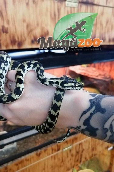 Magazoo Carpet jungle python female 2020