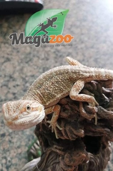 Barbu Magazoo L Univers Des Reptiles