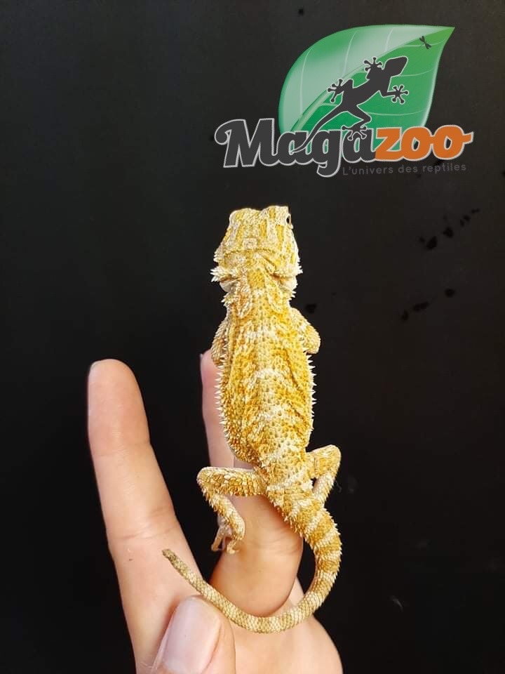 Dragon Barbu Bebe 18 Magazoo L Univers Des Reptiles