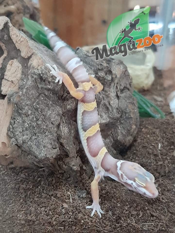Gecko Leopard High Contrast Albino Magazoo L Univers Des Reptiles Gecko Leopard High Contrast Albino Magazoo L Univers Des Reptiles