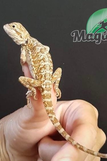 Barbu Magazoo L Univers Des Reptiles