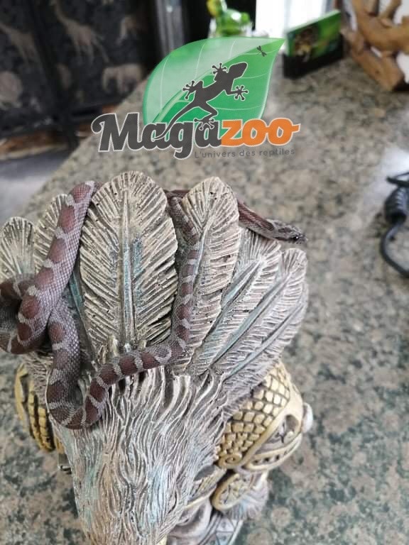 Serpent Des Bles Cinder Bebe Male 2 Magazoo L Univers Des Reptiles