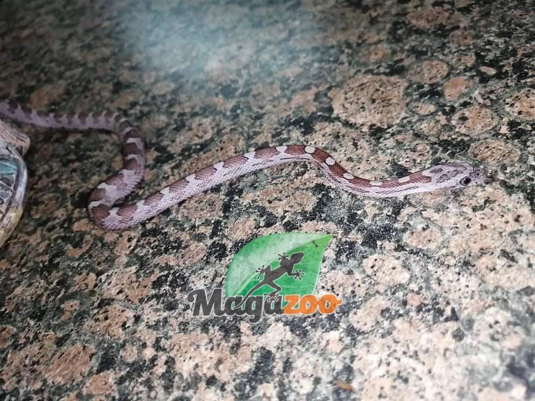 Serpent Des Bles Cinder Bebe Male 4 Magazoo L Univers Des Reptiles