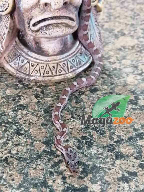Serpent Des Bles Cinder Bebe Male 4 Magazoo L Univers Des Reptiles