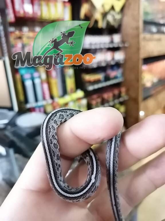 Serpent Des Bles Tessera Charcoal Bebe Male 5 Magazoo L Univers Des Reptiles