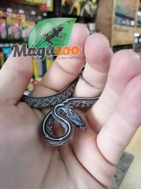Serpent Des Bles Tessera Charcoal Bebe Male 5 Magazoo L Univers Des Reptiles