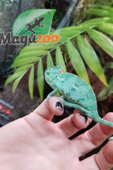 Cameleon Magazoo L Univers Des Reptiles