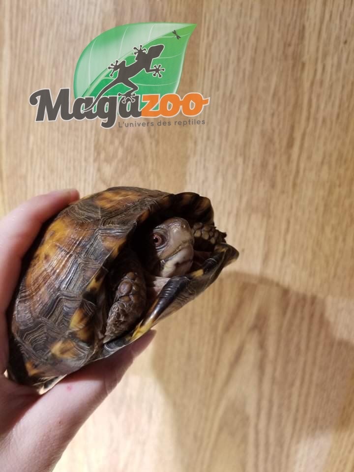 Magazoo Box turtle Female  adule  #1