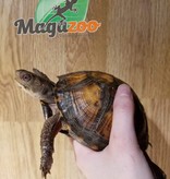 Magazoo Box turtle Female  adule  #1