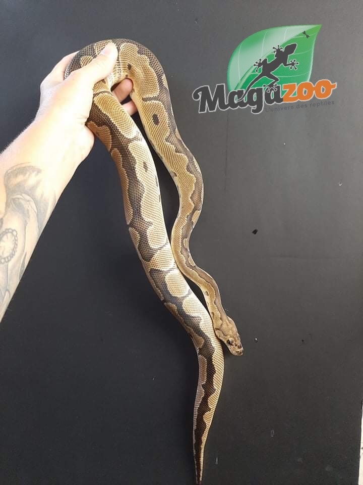 Magazoo Ball Python Clown Male