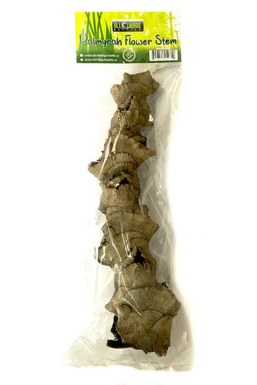 All things reptile ATR-PLM-1STM-040 Tige de fleur de palmyrah