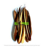 All things reptile ATR-IPIL-10TPS-038 Gousses d'arbre Ipil pq 10