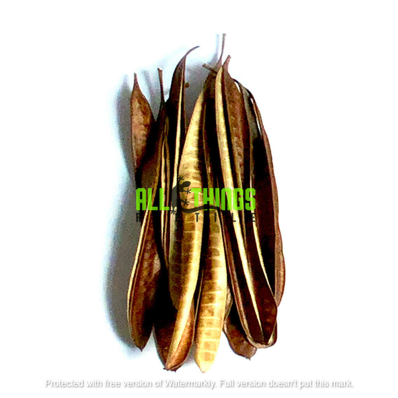 All things reptile ATR-IPIL-10TPS-038 Gousses d'arbre Ipil pq 10