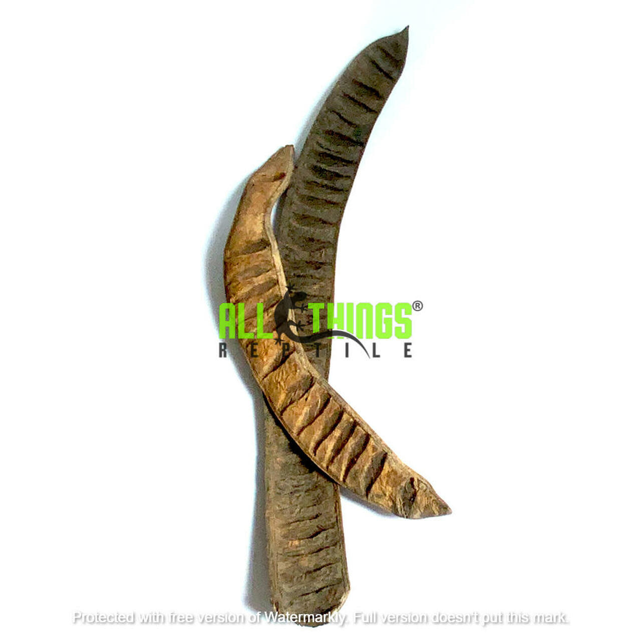 All things reptile May Tree Pods 2-pack