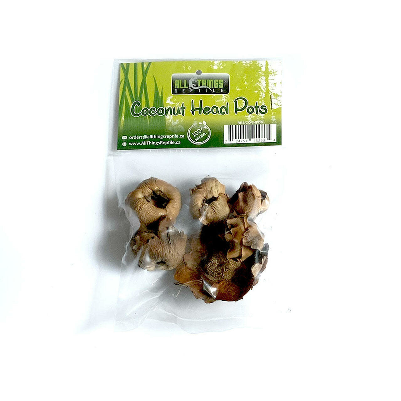 All things reptile ATR-BCH-6PDS-033 Tête de bébé noix de coco pq de 6