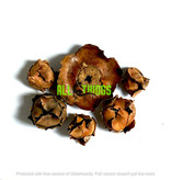 All things reptile ATR-CCN-5NTS-032 Noix De Coco bébé pq de 5