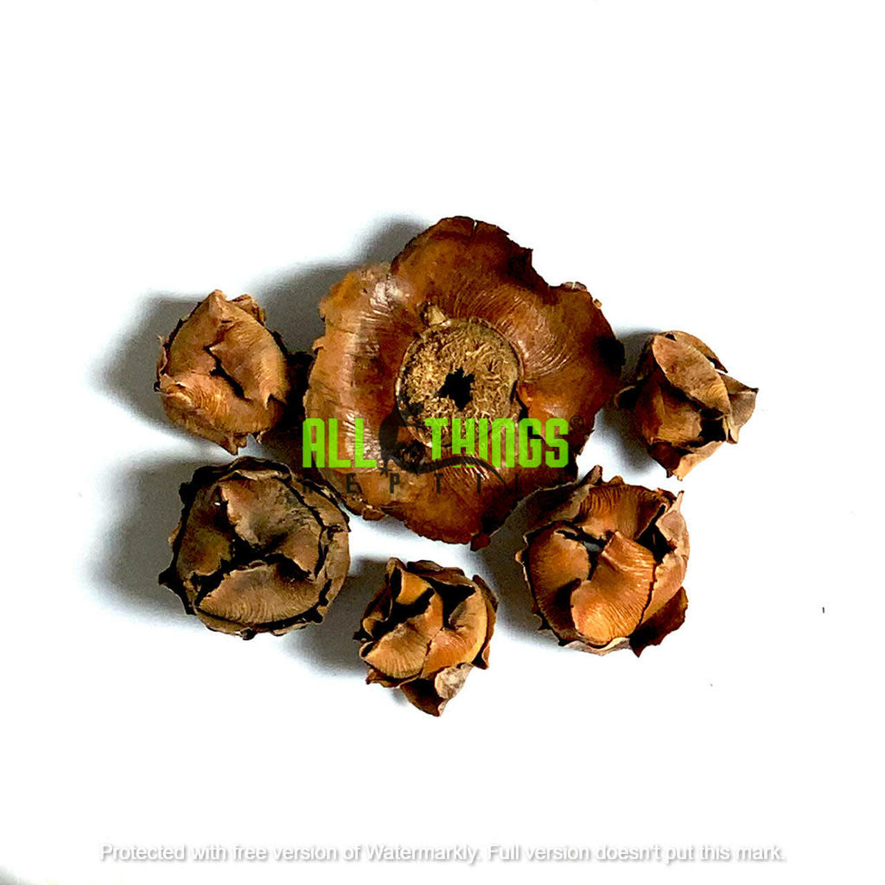 All things reptile Coconut Baby Nuts 5-pack