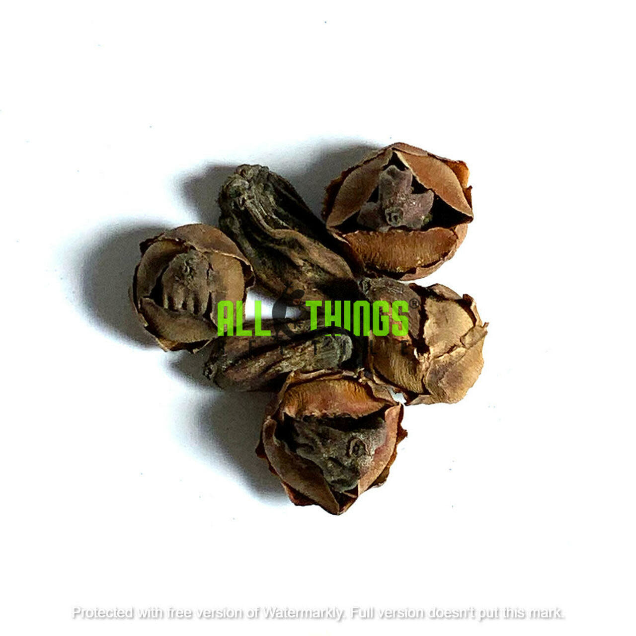 All things reptile Coconut Baby Nuts 5-pack