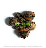 All things reptile ATR-CCN-5NTS-032 Noix De Coco bébé pq de 5