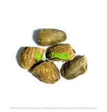 All things reptile Mango Dried Seeds 4-pack