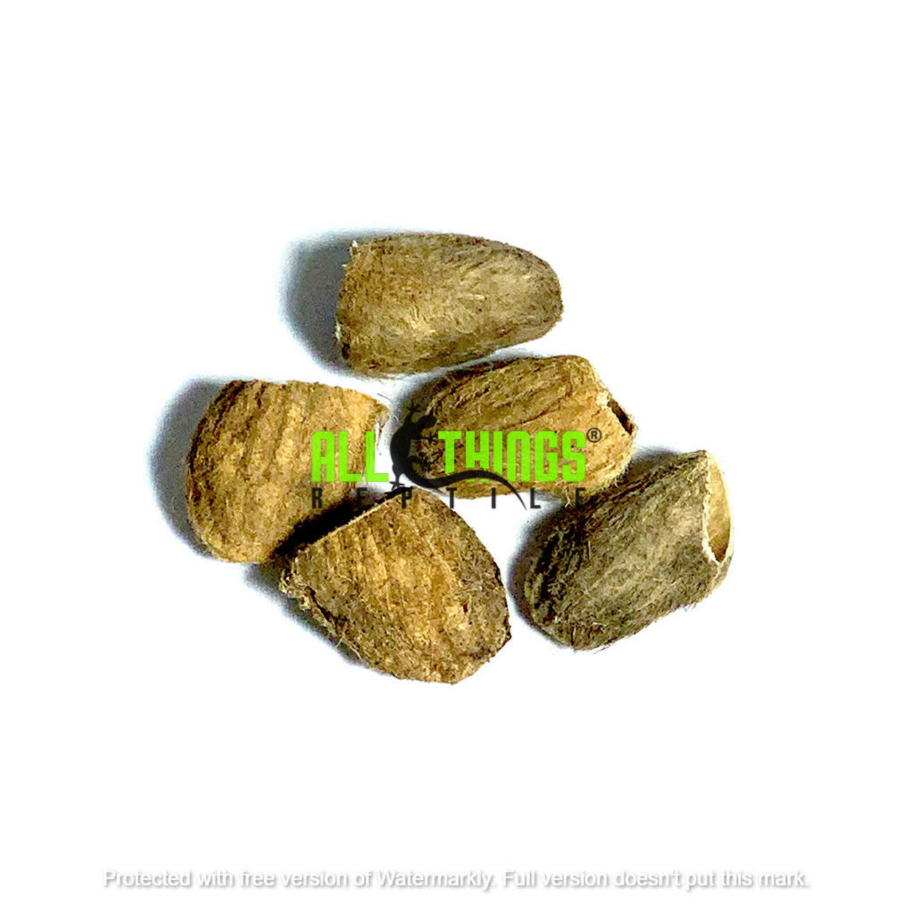 All things reptile ATR-MGO-4SDS-030 Graines de mangue séchées pq de 4