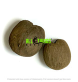 All things reptile ATR-PLM-2SDS-029 Graines de Palmyrah séchées pq de 2