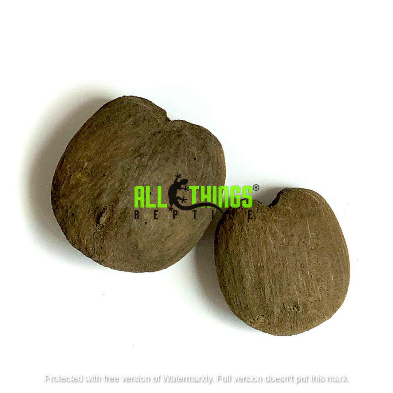 All things reptile ATR-PLM-2SDS-029 Graines de Palmyrah séchées pq de 2