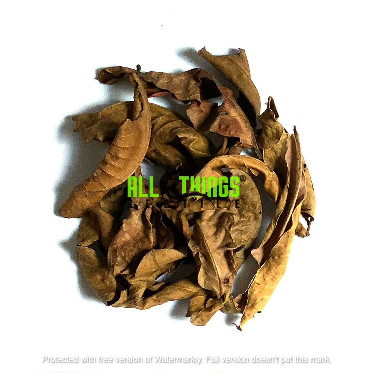 All things reptile ATR-KBL-15MX-027 Kumuk de différentes tailles pq de 15