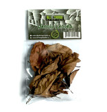 All things reptile Veralu (Ceylan Olive) feuilles de différentes tailles pq 20 - Veralu (Ceylon Olive) Mix Size Leaves 20-pack