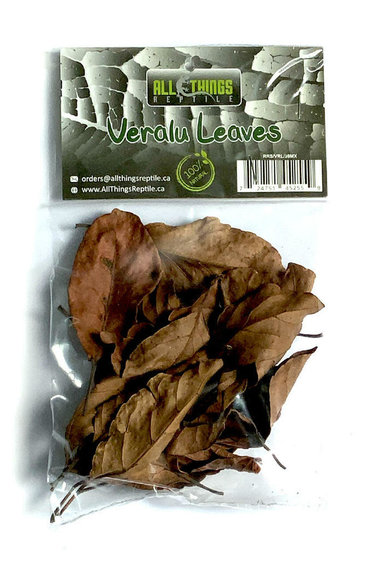 All things reptile Veralu (Ceylon Olive) Mix Size Leaves 20-pack