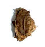 All things reptile Feuilles d'acajou de différentes tailles pq 10 - Mahogani Mix Size Leaves 10-pack