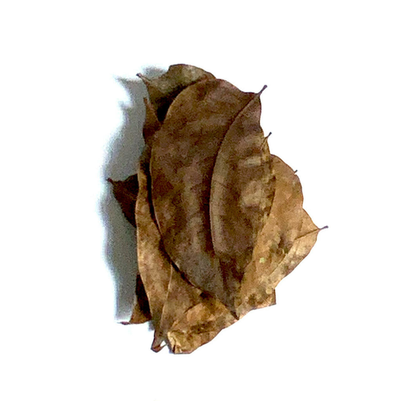 All things reptile ATR-MHL-10MX-022 Feuilles d'acajou de différentes tailles pq de 10