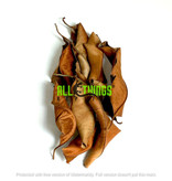 All things reptile ATR-KPL-10MX-020 Feuilles de Kiri Palu de diffétentes tailles pq de 10