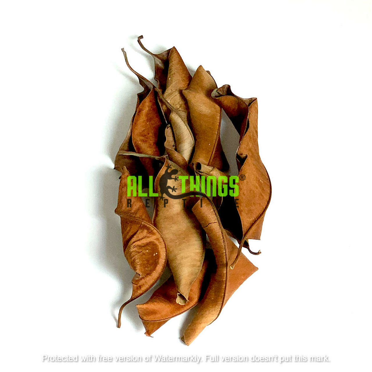 All things reptile ATR-KPL-10MX-020 Feuilles de Kiri Palu de diffétentes tailles pq de 10