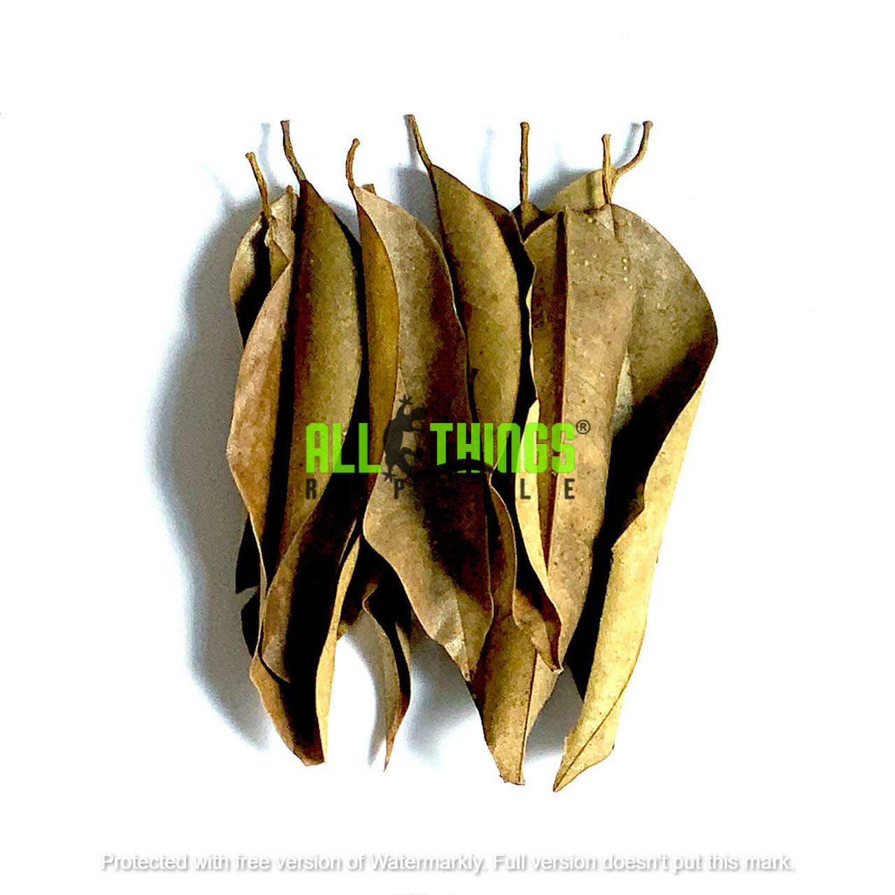 All things reptile ATR-DRL-10MX-016 Feuilles de Durian de différentes tailles pq de 10