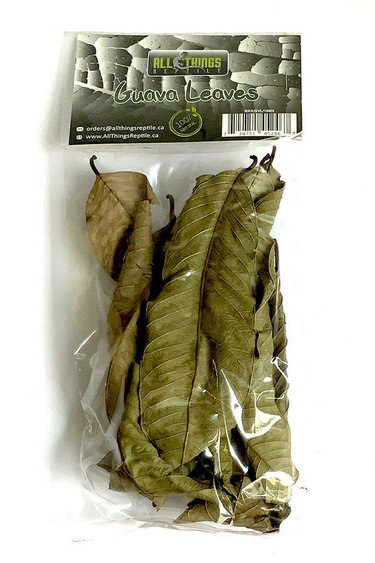 All things reptile Guava Mix Size Leaves 10-pack