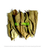 All things reptile ATR-GVL-10MX-015 Feuilles de goyave de différentes tailles pq de 10