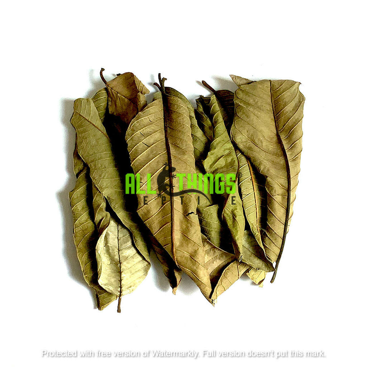 All things reptile ATR-GVL-10MX-015 Feuilles de goyave de différentes tailles pq de 10