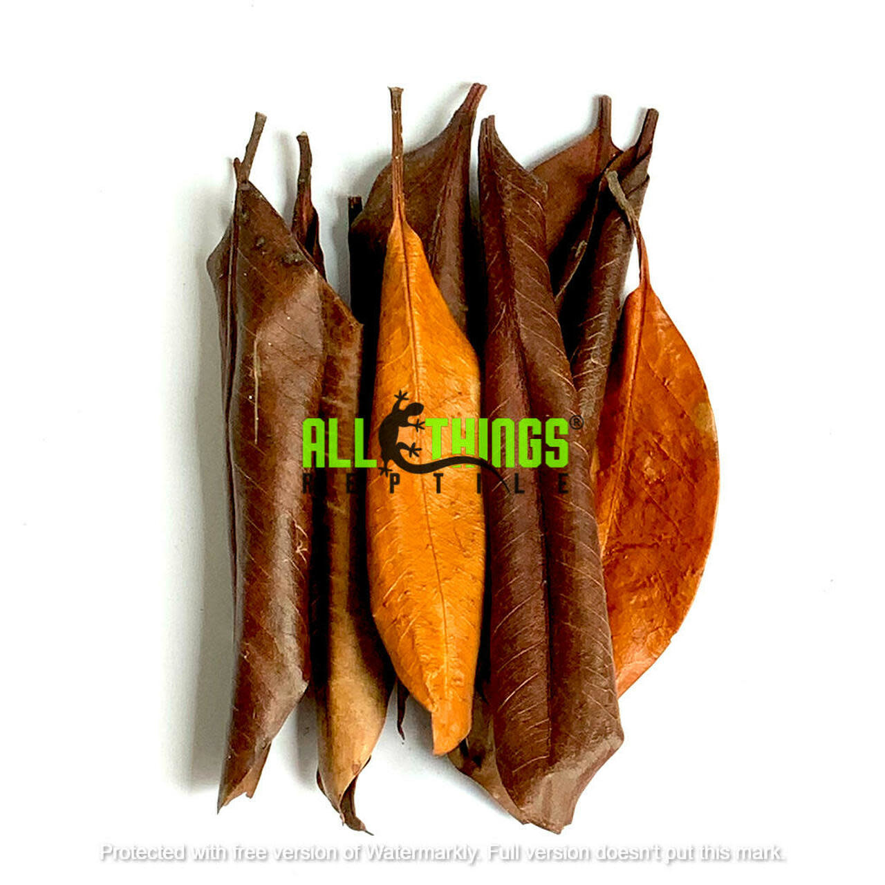All things reptile Petites feuilles de Mangue pq 10 - Mango Small Leaves 10-pack