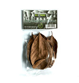 All things reptile ATR-JFL-10SL-011 Petites feuilles de Jacquier pq de 10