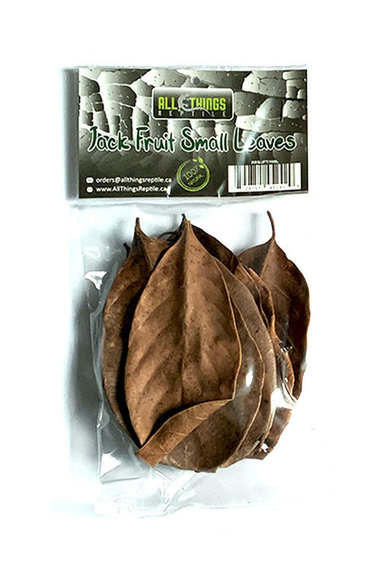 All things reptile ATR-JFL-10SL-011 Petites feuilles de Jacquier pq de 10