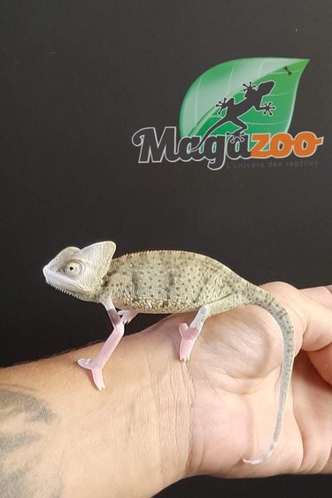 Calyptratus Magazoo L Univers Des Reptiles