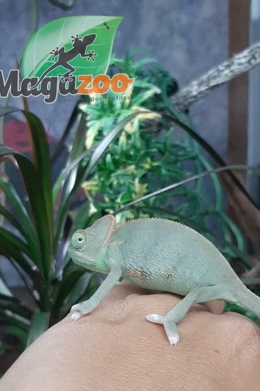Veiled Magazoo L Univers Des Reptiles Veiled Magazoo L Univers Des Reptiles