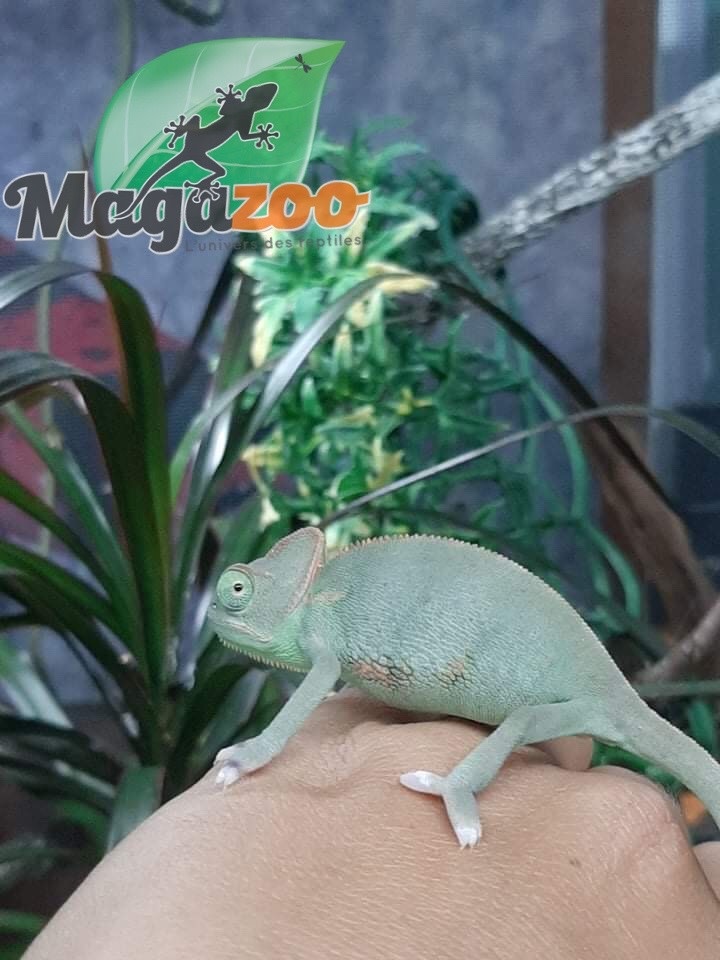 Cameleon Casque Du Yemen Bebe Male Low Translucide Magazoo L Univers Des Reptiles