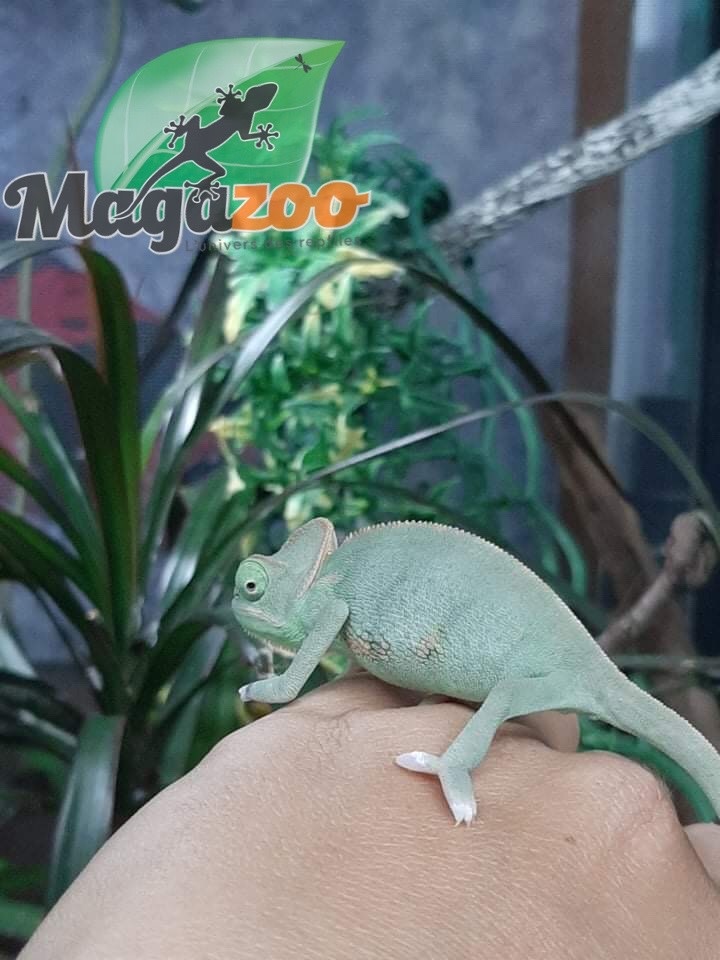 Cameleon Casque Du Yemen Bebe Male Low Translucide Magazoo L Univers Des Reptiles