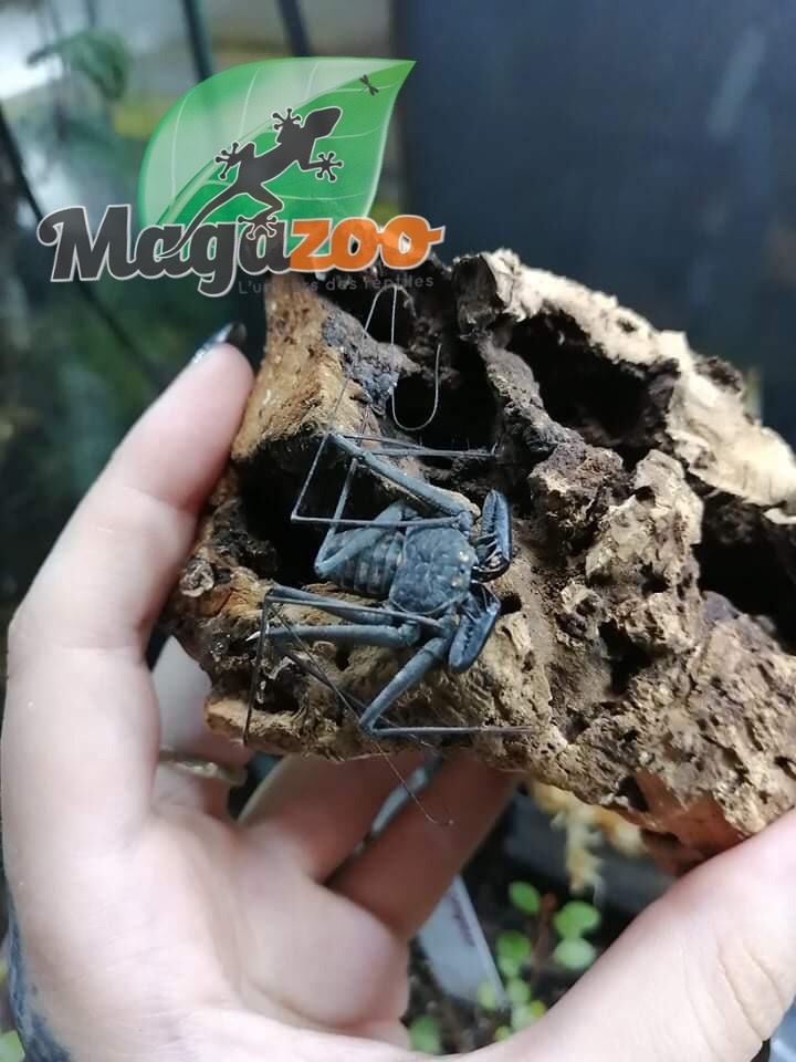 Magazoo Mexican Amblypyge / Paraphrynus mexicanus