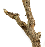 NewCal Pets Cork Branch - Thin