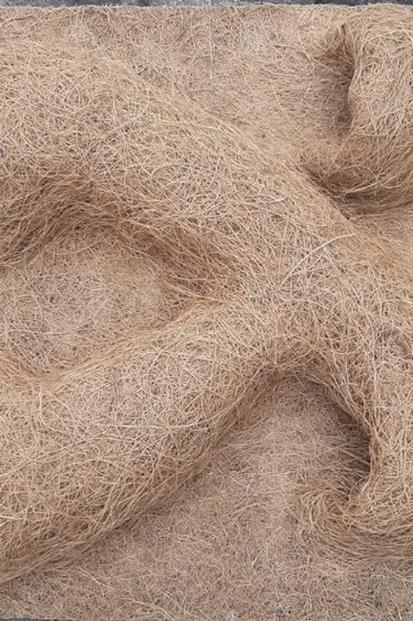 Magazoo Arrière plan coco de la jungle