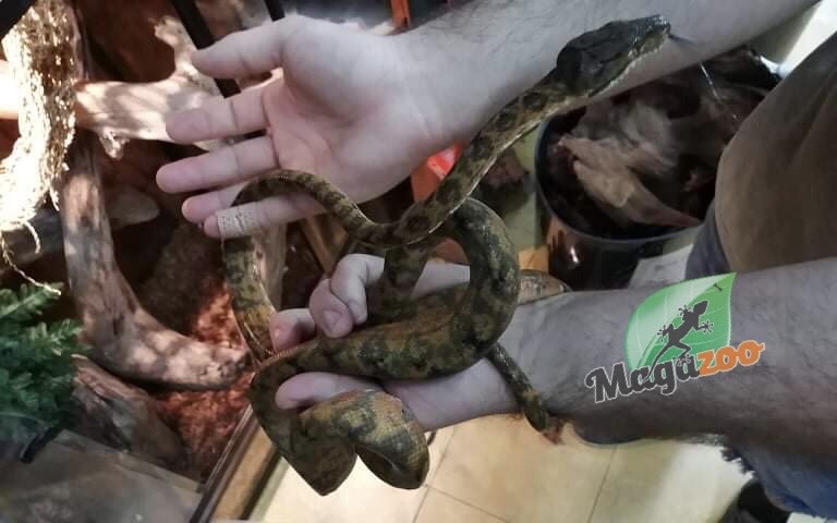 Magazoo Male Orange Amazonian Arboreal Boa