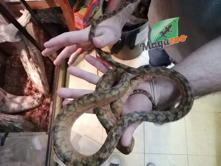 Magazoo Male Orange Amazonian Arboreal Boa